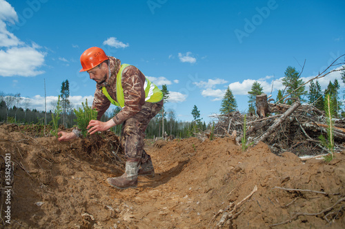 Forest officer planting young trees at the site of a felled forest. Forestry and reforestation.
