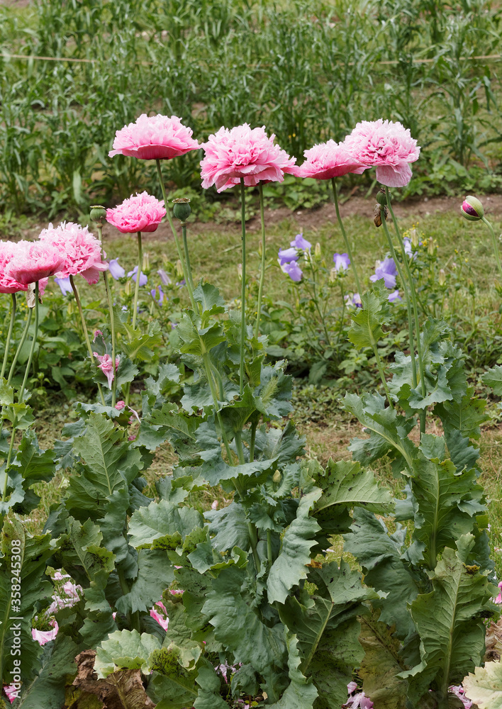 (Papaver somniferum) Allée fleurie de fleurs de pavots des jardins ou pavot somnifère aux pétales double rose et au feuillage découpé le long de hautes tiges
