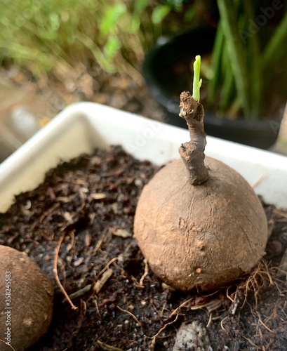 Stephania erecta Round Leaves Plants Succulent Craib Menispermaceae Bonsai photo