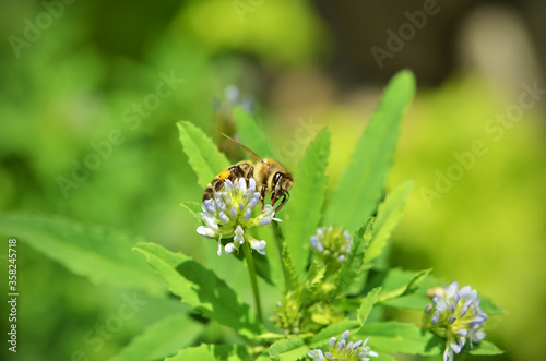 Bee on a blue fenugreek (Trigonella caerulea) flower close-up. Bee collects honey and pollinates a flower of a meadow plant