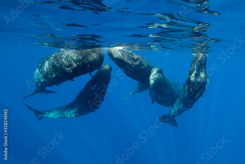 Sperm whales in a social gathering, Indian Ocean, Mauritius.