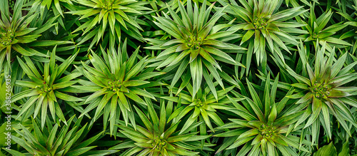 Closeup nature view of green leaf on blurred greenery background in garden with copy space using as background natural green plants landscape, ecology, fresh wallpaper concept.