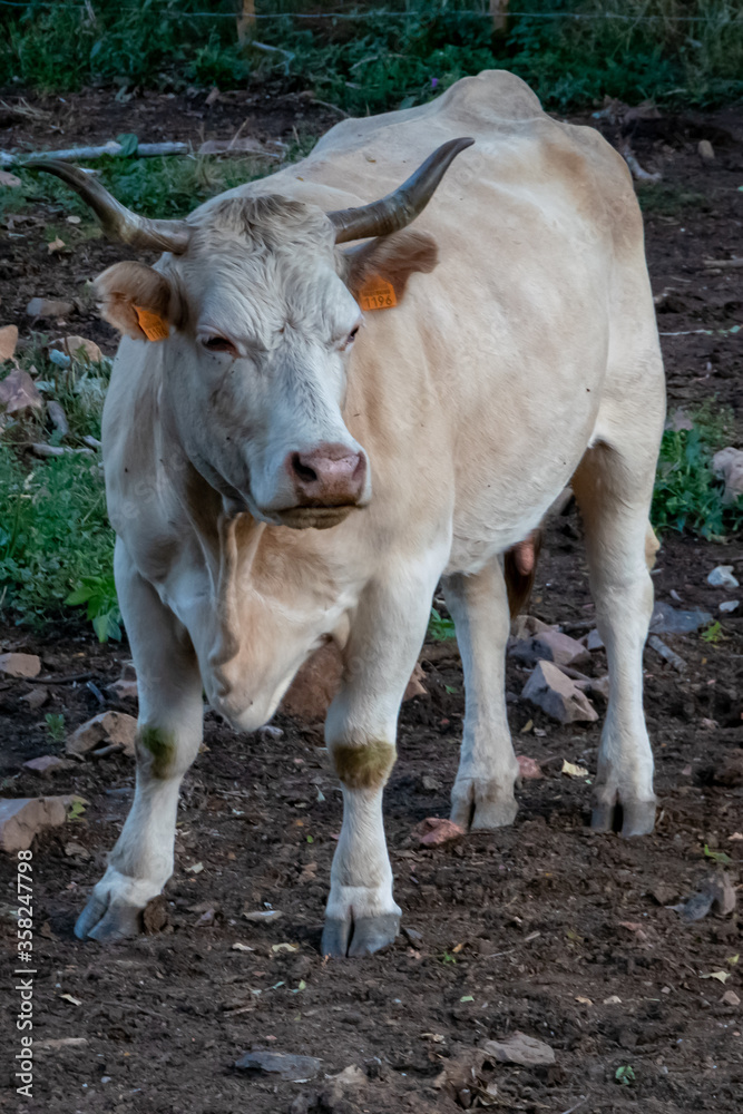 Dairy cow bred and fed in the field