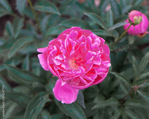 Fototapeta Naklejka Na Ścianę i Meble -  pink flower peony