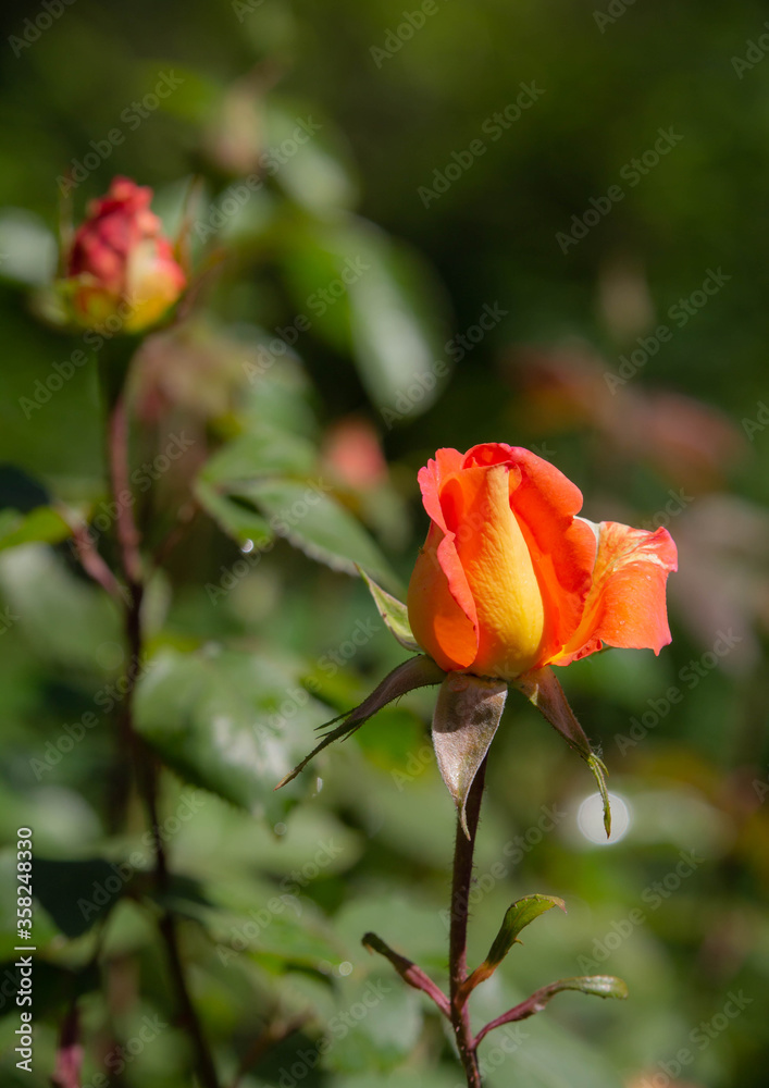 The colorful and beautiful rose in the garden are blooming beautifully, in the summer. The colorful and beautiful rose in the garden are blooming beautifully, in the summer.