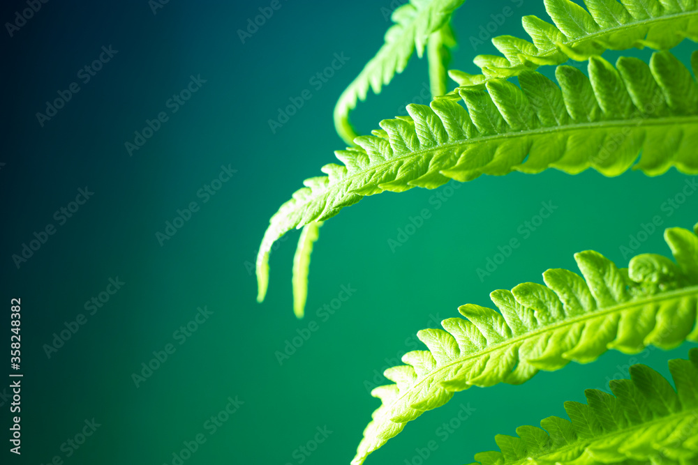 Young green leaves of fern. Natural natural background Young green leaves of fern. Natural natural background