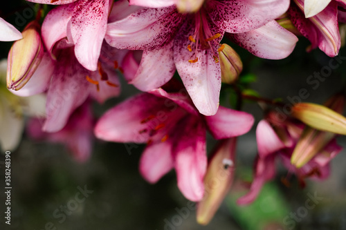 Pink lily flowering in a flowerbed in a country garden