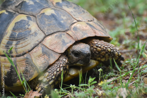 Hermann's tortoise (Testudo hermanni) in the forest. Common European turtle in nature