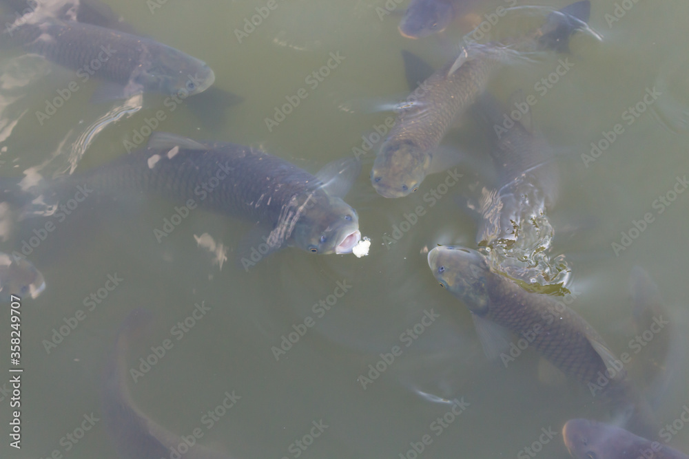 Fototapeta premium Carps eating bread in a lake 