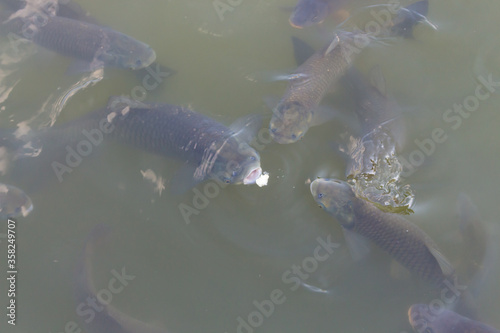 Carps eating bread in a lake 