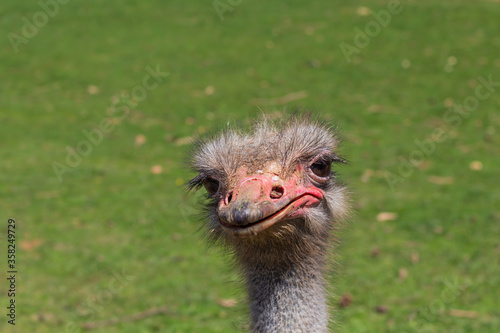 Portrait of an ostrich with the park in the background 