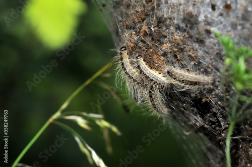 Close up of oak processionary caterpillars on their nest showing their long and short hairs