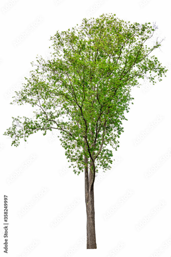 Obraz premium tree isolated on white background
