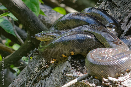 Green Anaconda (Eunectes murinus) in Cuyabeno Wildlife Reserve (Amazonia, Ecuador)