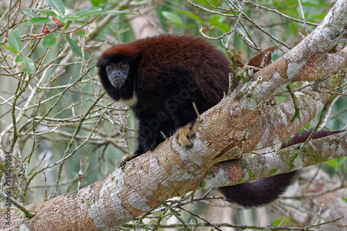  Lucifer titi (callicebus lucifer) in Cuyabeno Wildlife Reserve (Amazonia, Ecuador)