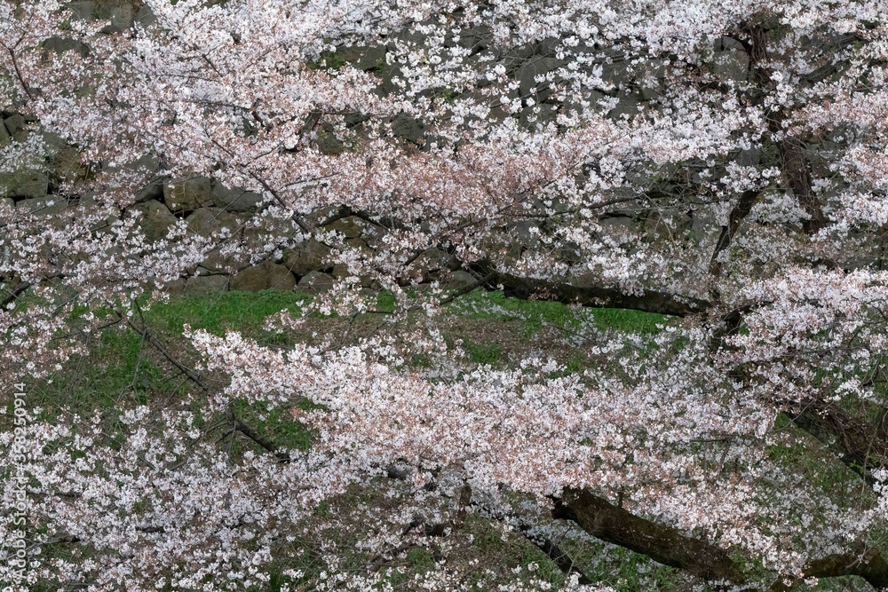 Cherry blossom in Tokyo Cherry blossom in Tokyo