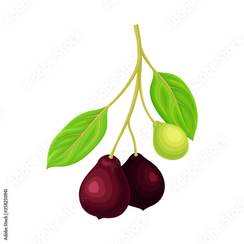 Green Leafy Branch of Sandalwood with Berries Vector Illustration
