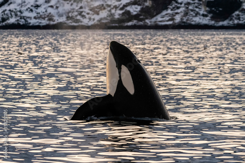 Spy hopping male killer whale, northern Norway.