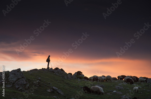 A herd of sheep on a hill. In the rays of sunset. Sheep come down from the mountain. Hills of turkey.