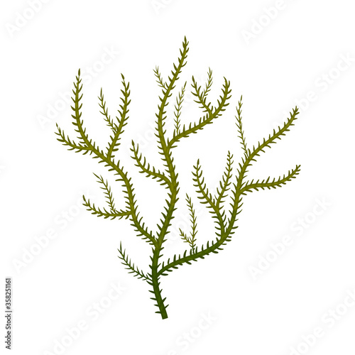Green Seaweed as Multicellular Marine Algae Vector Illustration