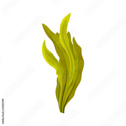 Green Seaweed as Multicellular Marine Algae Vector Illustration
