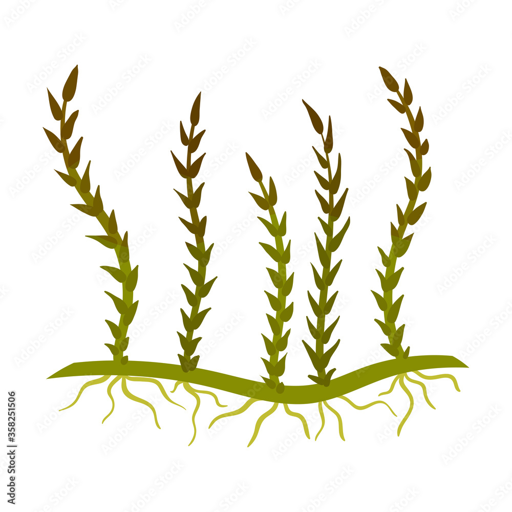 Green Seaweed as Multicellular Marine Algae Vector Illustration Green Seaweed as Multicellular Marine Algae Vector Illustration