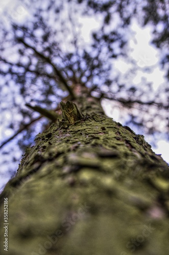 Fototapeta Naklejka Na Ścianę i Meble -  Detail of tree bark