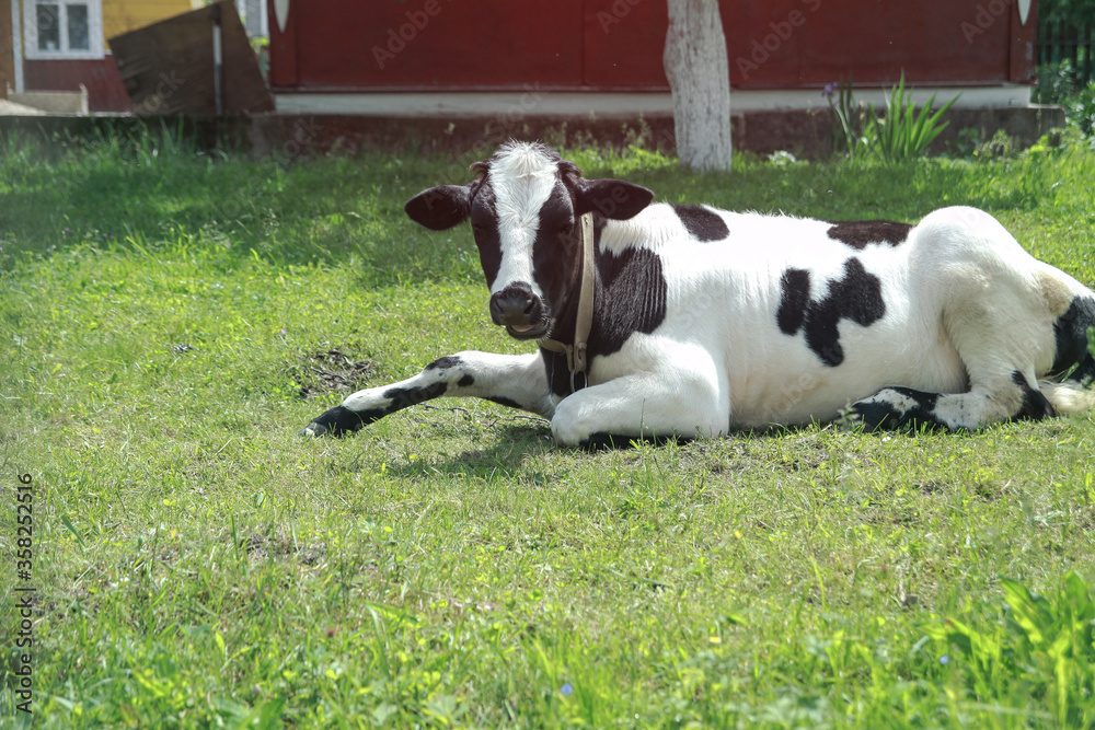 Cow grazes in a pasture in nature. Meadow with farm cattle. India is a sacred animal among Buddhists. Stock background for design Cow grazes in a pasture in nature. Meadow with farm cattle. India is a sacred animal among Buddhists. Stock background for design