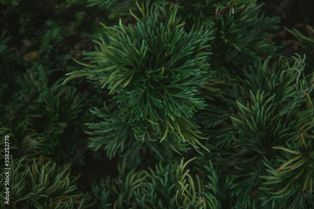 Fresh juicy green shrub. The view from the top. Summer concept. Macro view of abstract nature texture and background organic pattern. Photo shoot in Vietnam Fresh juicy green shrub. The view from the top. Summer concept. Macro view of abstract nature texture and background organic pattern. Photo shoot in Vietnam