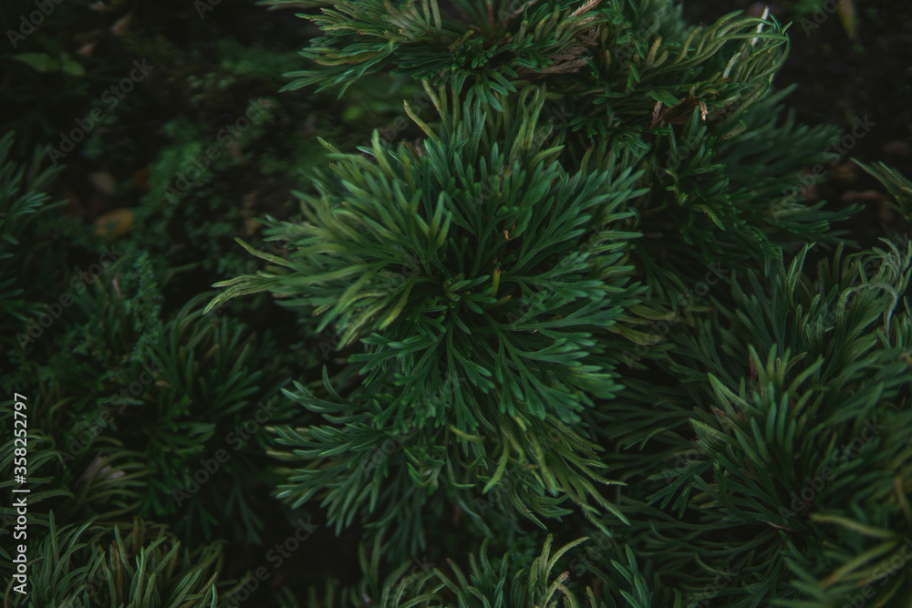 Fresh juicy green shrub. The view from the top. Summer concept. Macro view of abstract nature texture and background organic pattern. Photo shoot in Vietnam