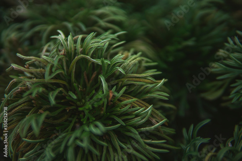 Fresh juicy green shrub. The view from the top. Summer concept. Macro view of abstract nature texture and background organic pattern. Photo shoot in Vietnam