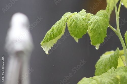 Raspberry plant in the rain