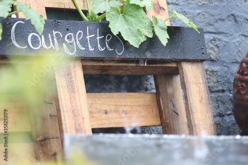 Courgette pallet planter in the rain