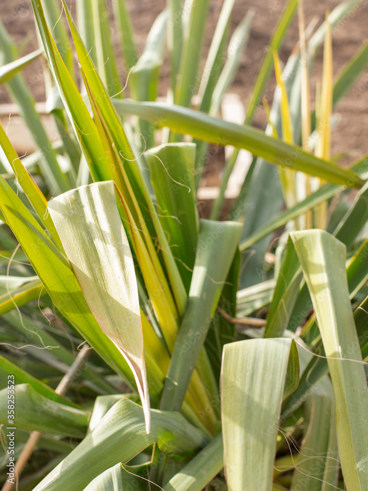 Obraz premium Texture of green plant leaves during the day