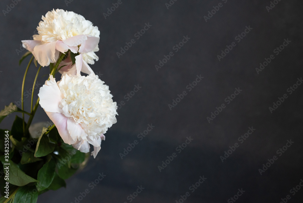 Two white peonies