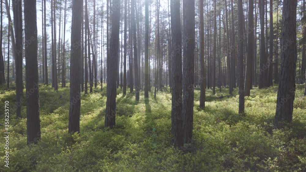 Walk in the Baltic pine dunes in spring Walk in the Baltic pine dunes in spring