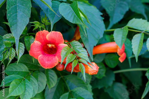 Beautiful Red Flowers Close Up photo