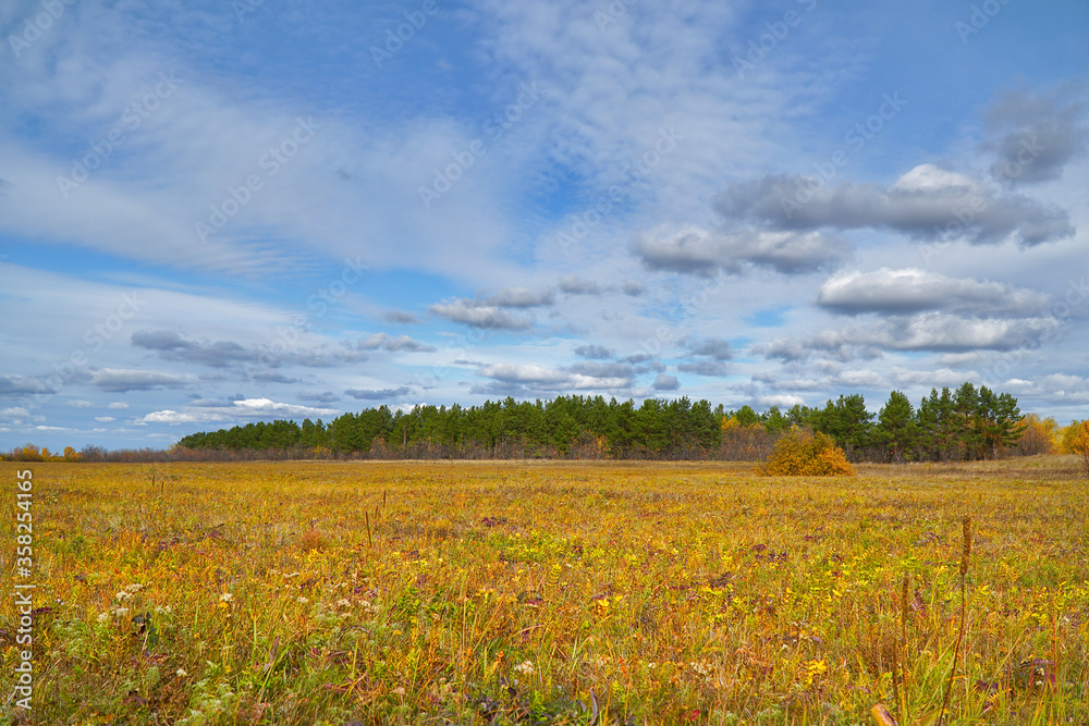 Yellow autumn meadow in front of the forest. Autumn landscape with clouds