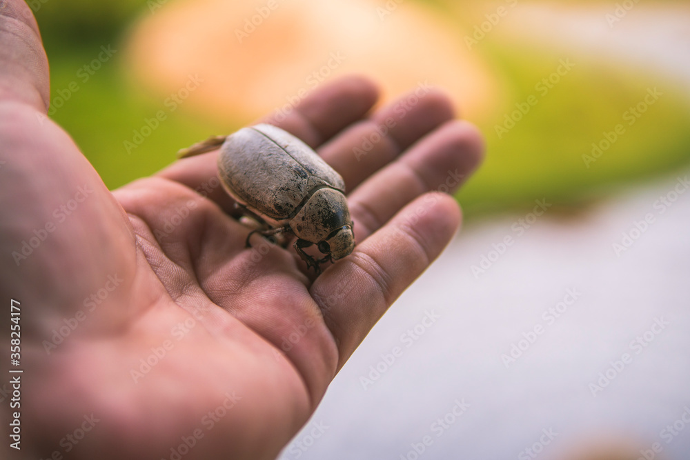Close up photo of dead beetle lying on an unidentified person's hand Close up photo of dead beetle lying on an unidentified person's hand