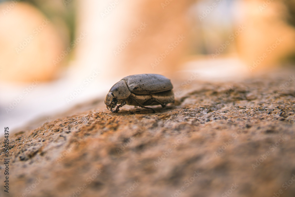 Fototapeta premium Close up photo of dead beetle lying on a rock