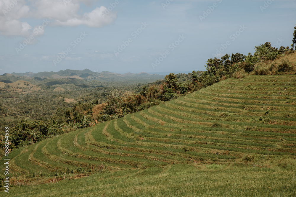 cultivated rice terraces on the island of Bohol in the philippines