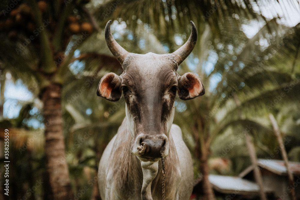 Asian cow stares into the camera with palm trees behind Asian cow stares into the camera with palm trees behind