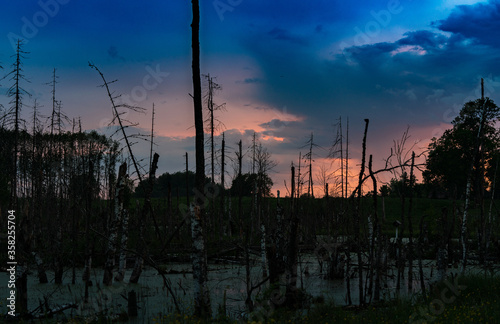 Dramatic sunset over swamp forest with red colored sky and dead trees