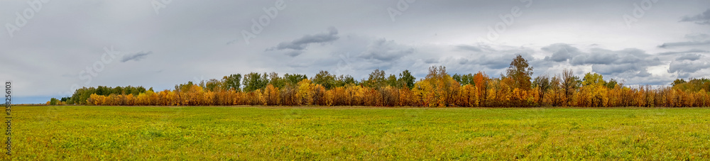 Panorama of the yellow autumn forest in front of the meadow