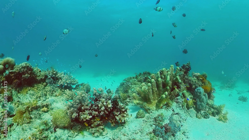Naklejka premium Coral reef underwater with fishes and marine life. Coral reef and tropical fish. Panglao, Bohol, Philippines.