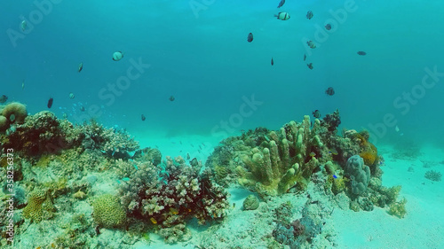 Coral reef underwater with fishes and marine life. Coral reef and tropical fish. Panglao, Bohol, Philippines. © Alex Traveler