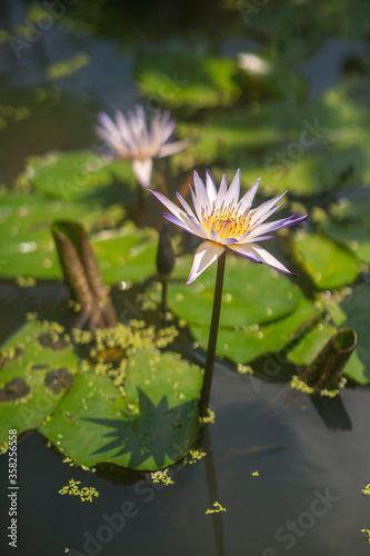 purple lotus or waterlily blossom in pool