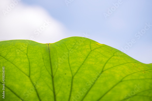 Big green lotus leaf texture background. Beautiful lotus leaf background in the pond