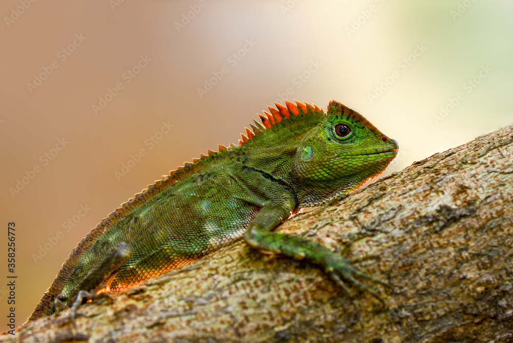 Fototapeta premium Dragon forest lizard on branch in tropical garden 