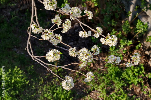 Springtime - an morello cherry tree branch with flowers, Sofia city, Bulgaria, Europe  photo